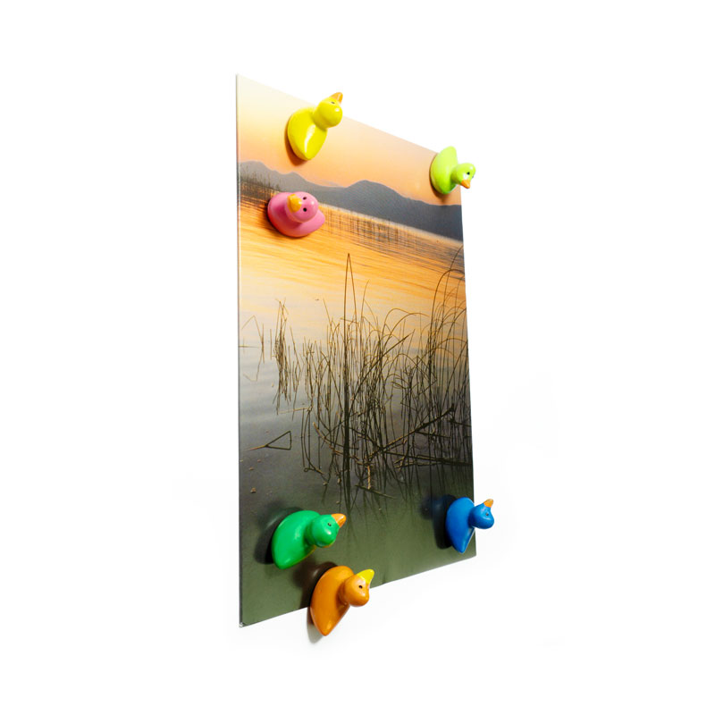 Magnets DUCK set of 6  