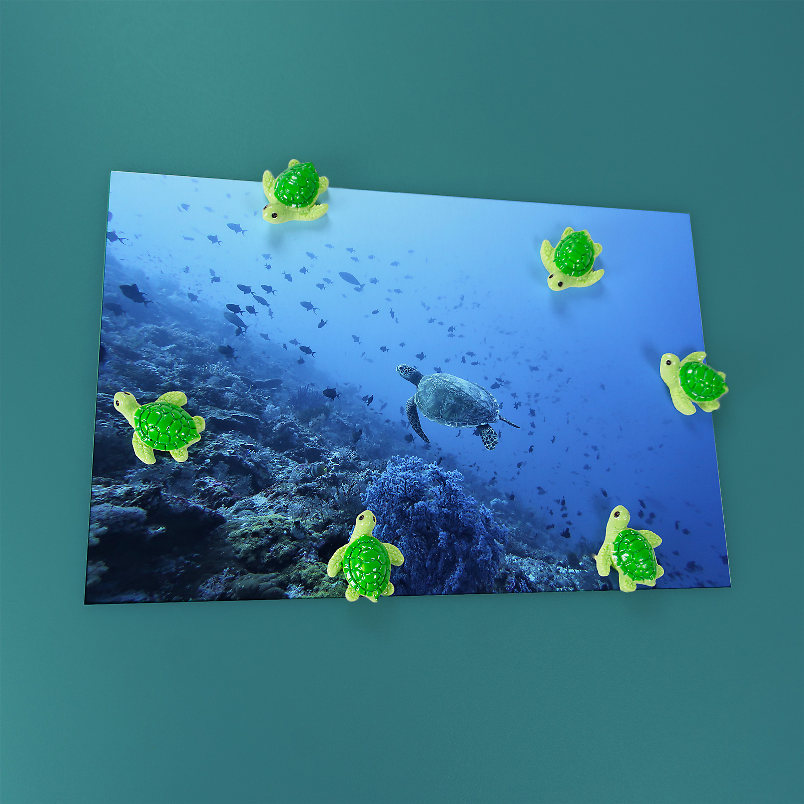 Magnete BABY TURTLE 5er Set grün